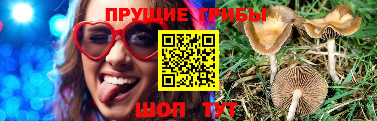 Сибай  Псилоцибиновые грибы MAGIC MUSHROOMS  Вход с VPN 